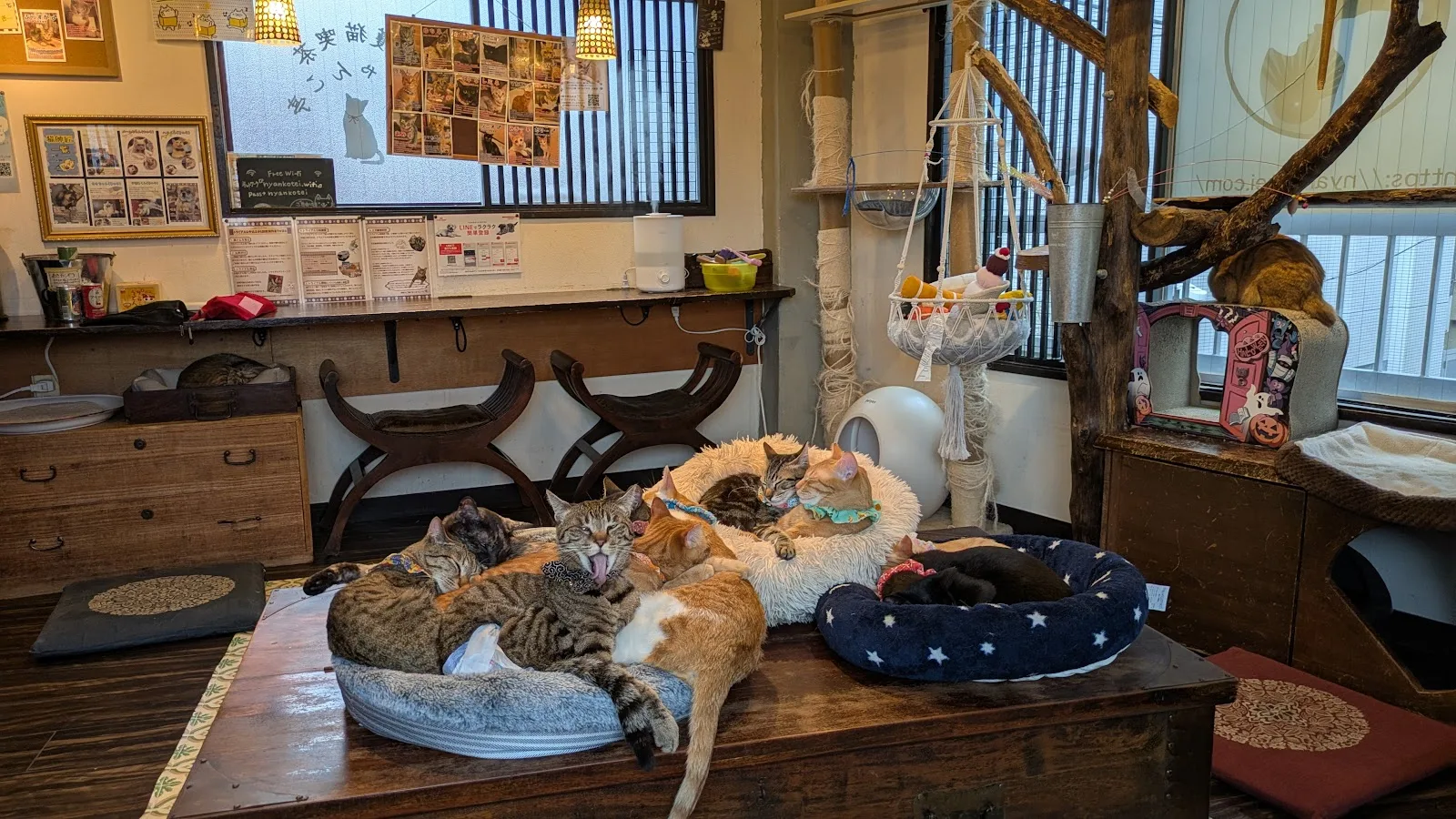 保護猫喫茶 要にゃんこ亭