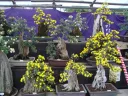南陽の菊まつり(花公園会場)の公式掲載画像