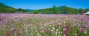 コスモス畑の全景（開催時の参考写真）