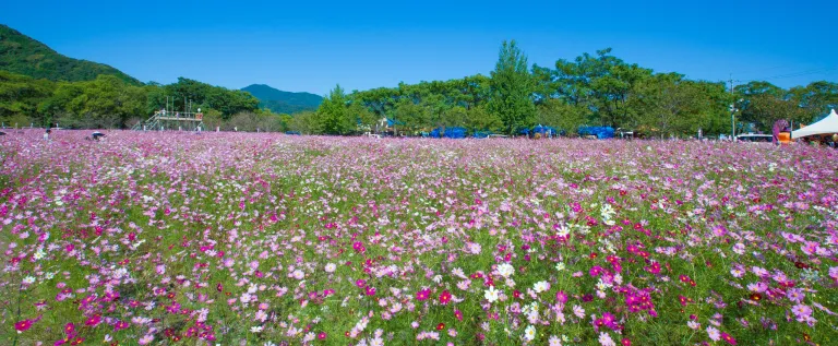 コスモス畑の全景（開催時の参考写真）