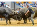 牛同士が向き合う闘牛の様子