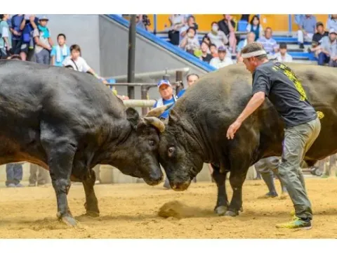 牛同士が向き合う闘牛の様子