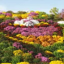 南陽の菊まつりフォト