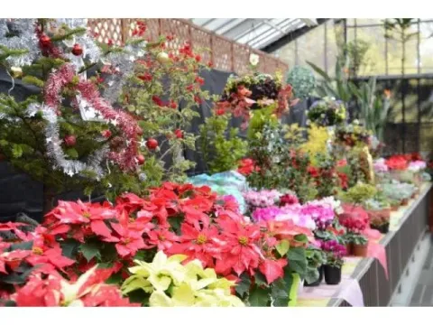 クリスマスにちなんだ花や飾りが並ぶ展示風景。