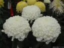 大菊三本立て厚物