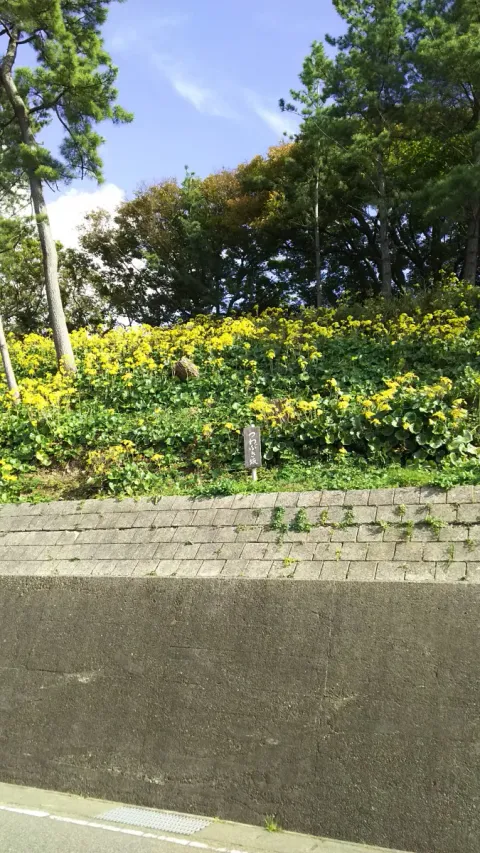 つわぶき坂