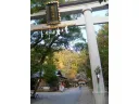 参考写真：若宮八幡宮の参道