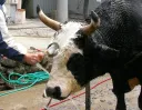 闘牛の牛と世話をする人
