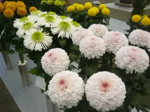 渥美半島菊花大会の公式掲載画像