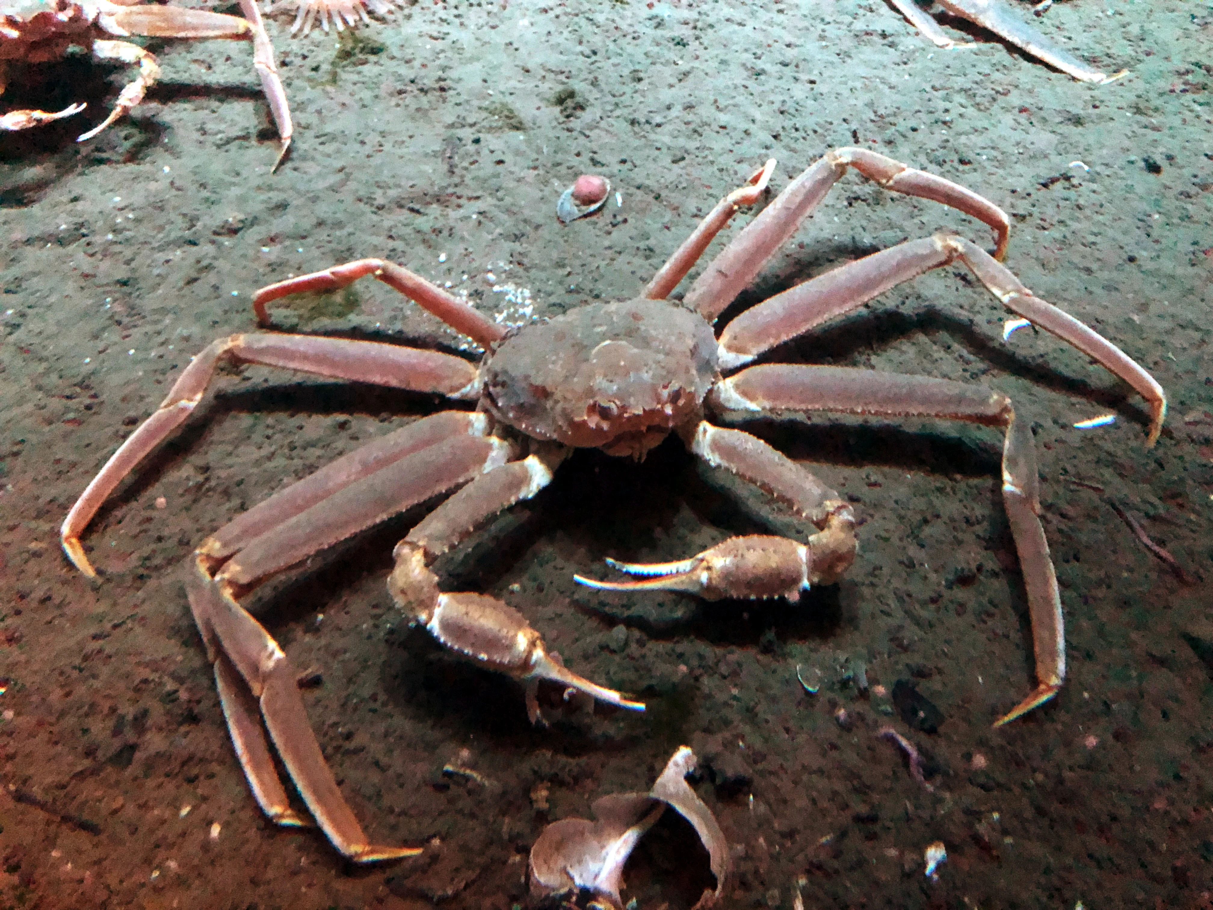 Pristine Winter Snow Crab Chionoecetes Opilio Caught in the Japan Sea