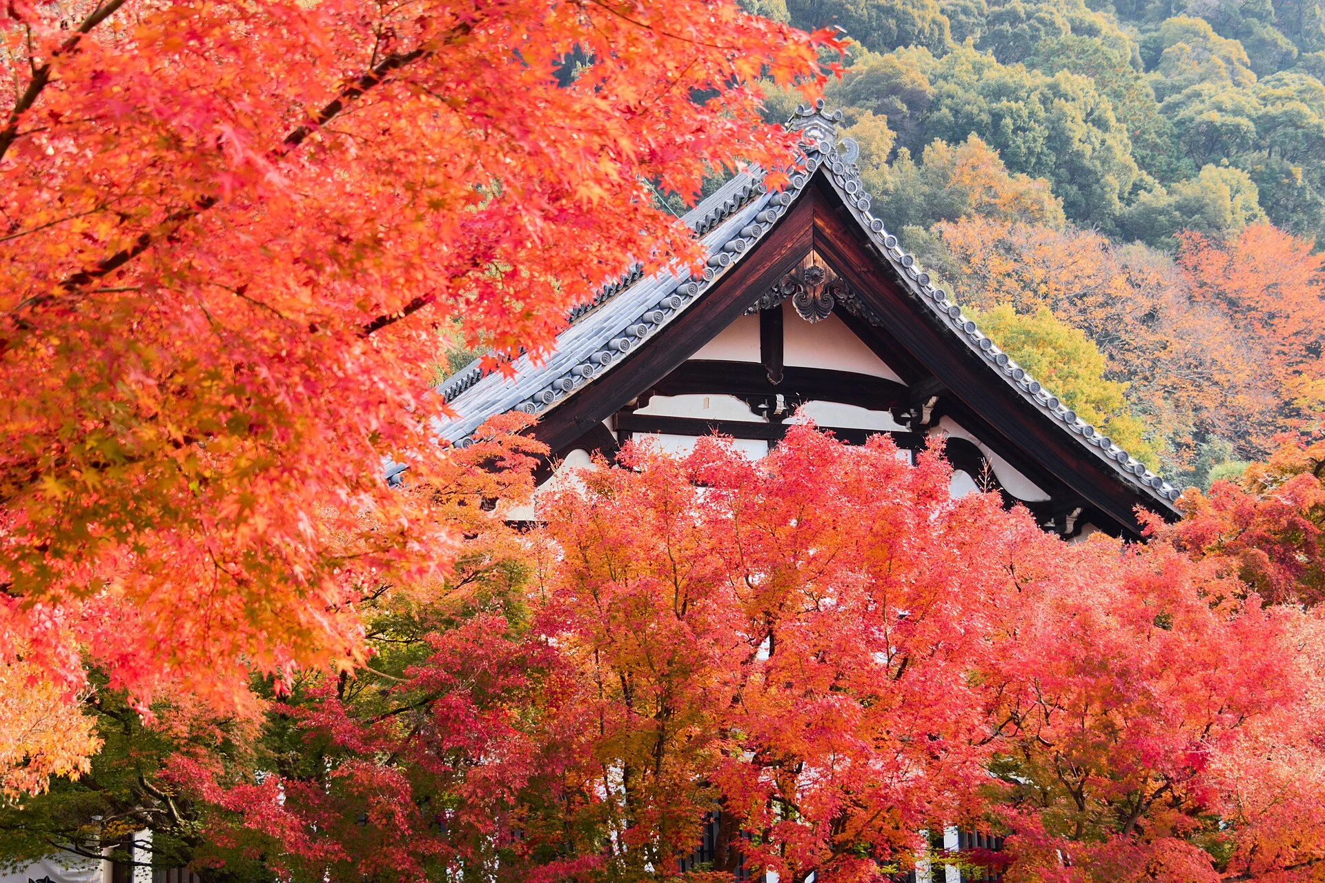 永観堂の堂宇の屋根と紅葉