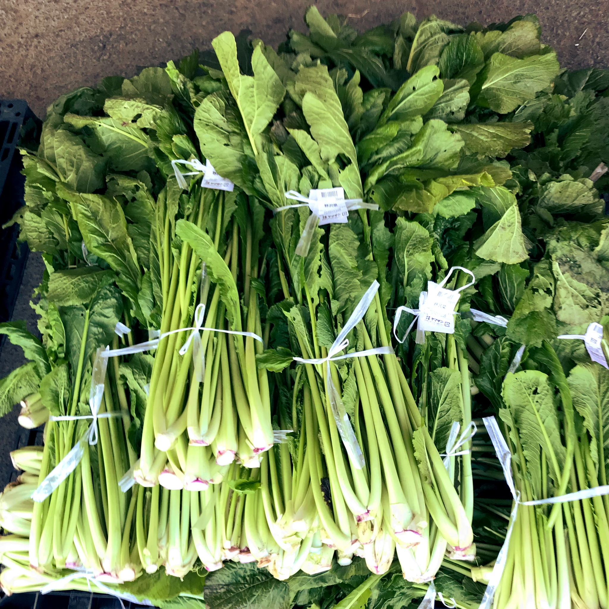 Fresh Green Nozawana Mustard Greens Harvested for Traditional Shinshu Pickling