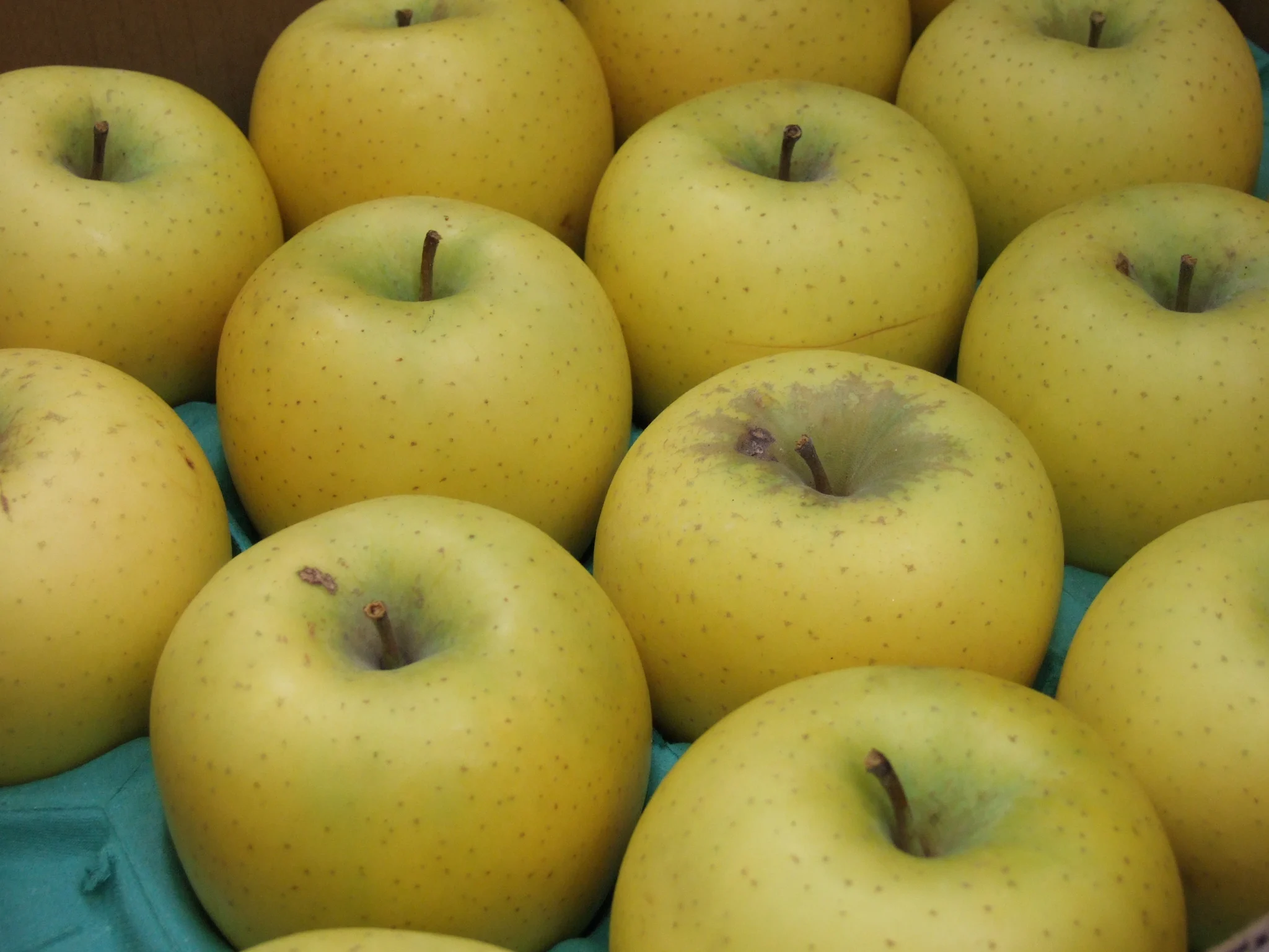 Golden Shinano Gold Apples Freshly Harvested in Shinshu Alpine Orchards