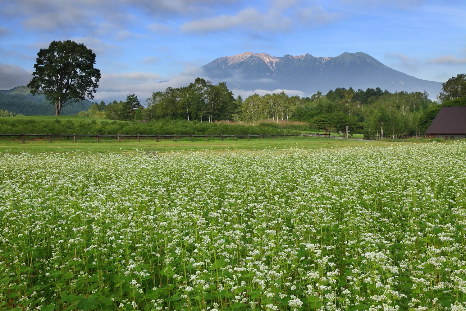 Blooming White Buckwheat Flower Fields in Kaida Kogen with Mount Ontake Backdrop