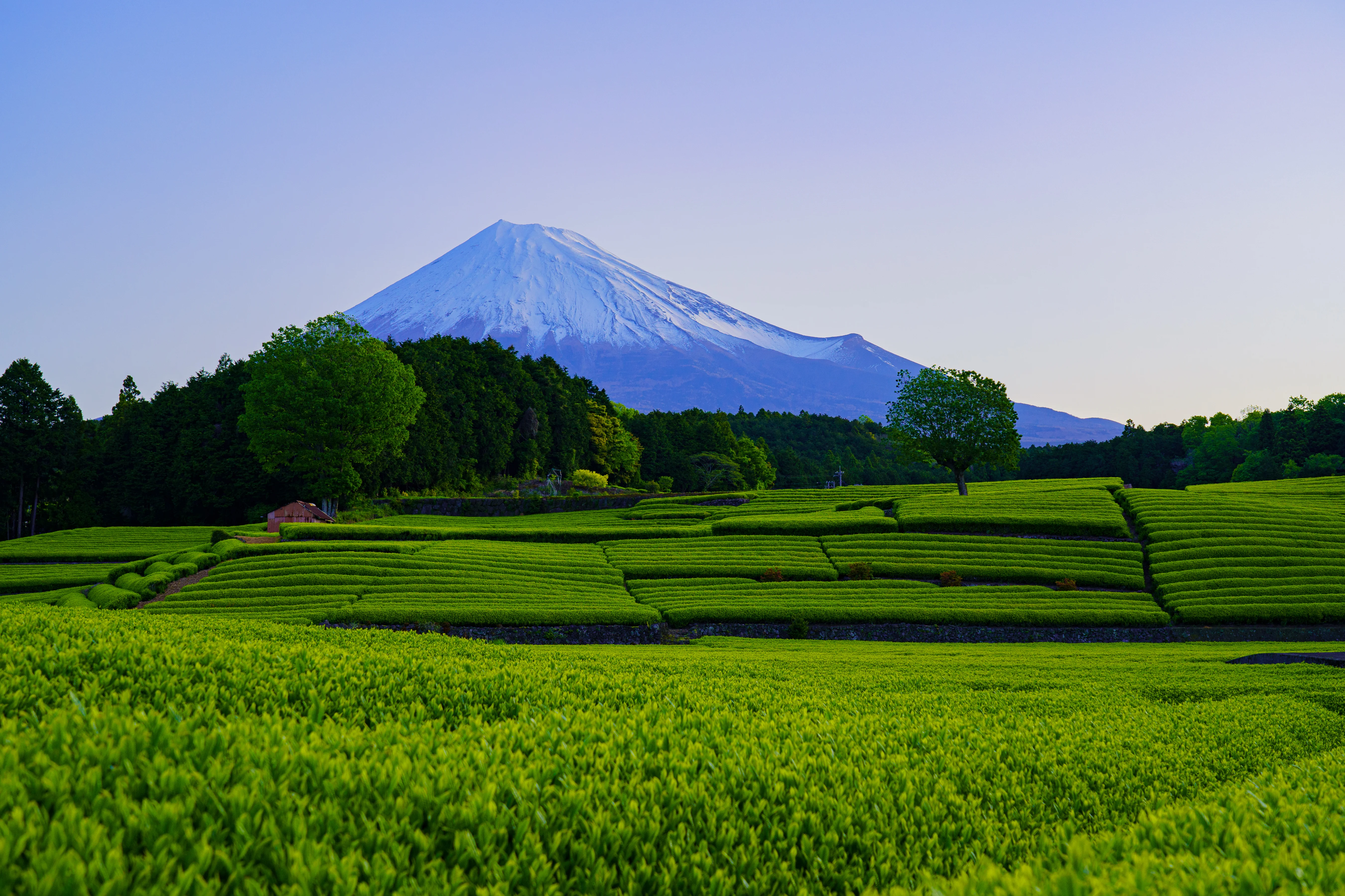 Lush Emerald Green Tea Terraces of Obuchi Sasaba Facing Mount Fuji