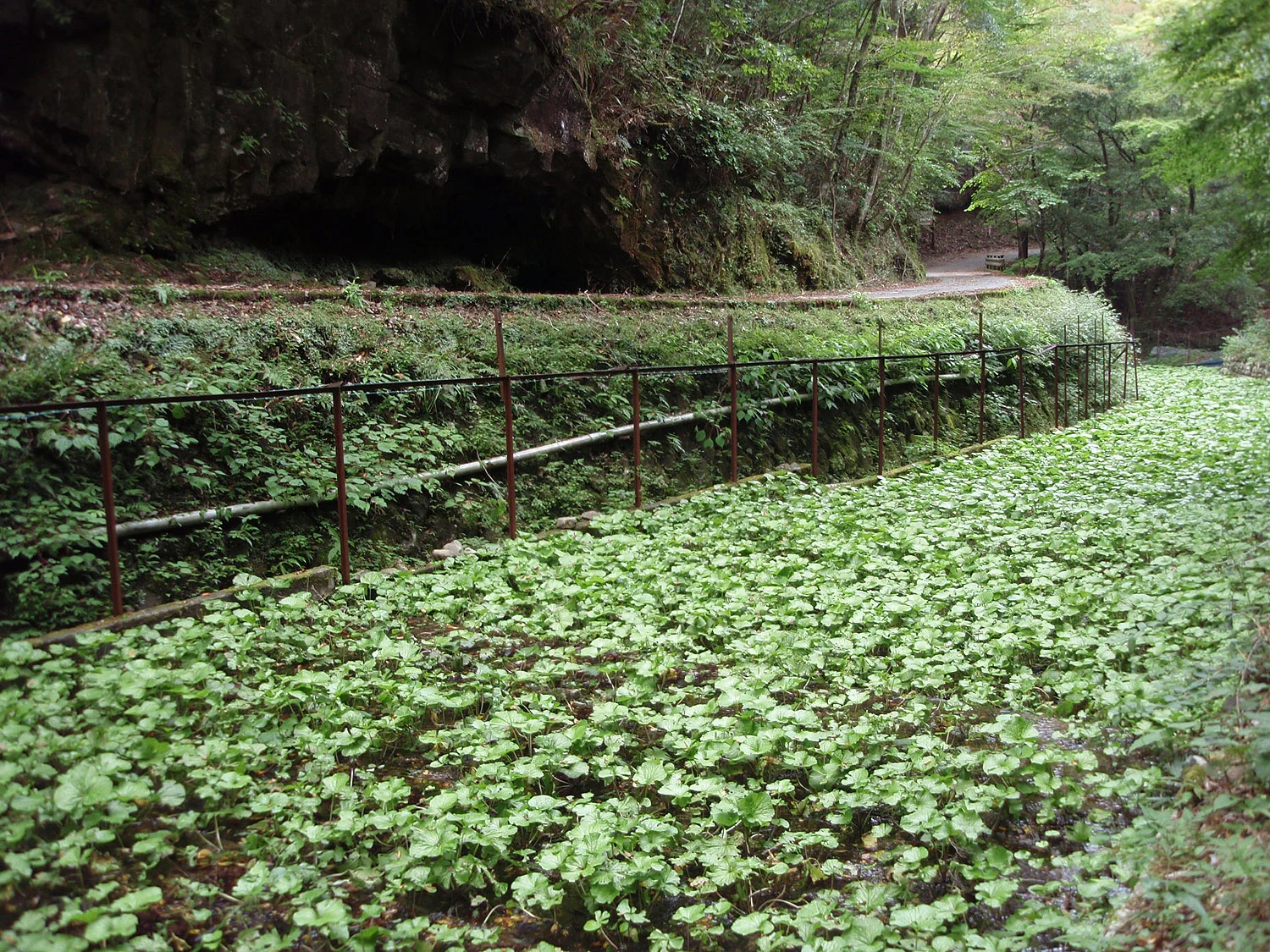 Cascading Springwater Wasabi Gravel Terraces in Izu and Utougi Shizuoka